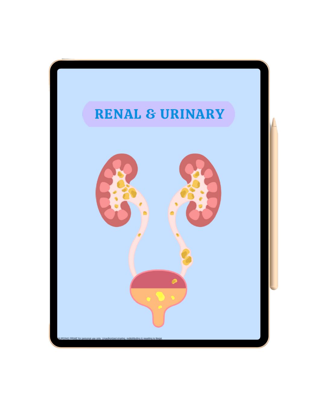Renal & Urinary Notes