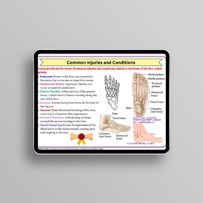 Anatomy & Physiology Flashcards