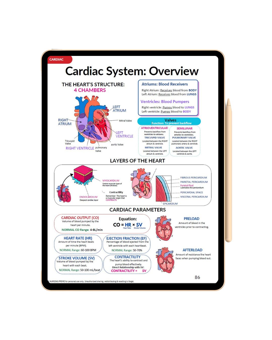 Nursing Essential Bundle Notes
